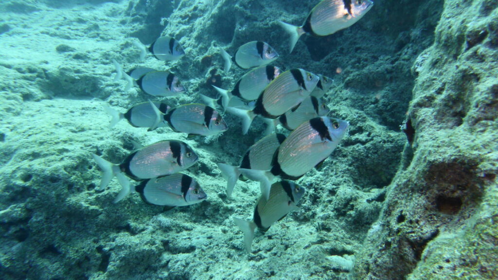 glänzende Fische unter Wasser