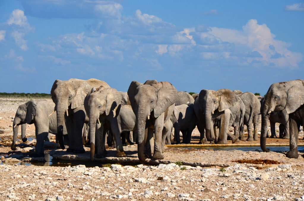 Elefantenmenge