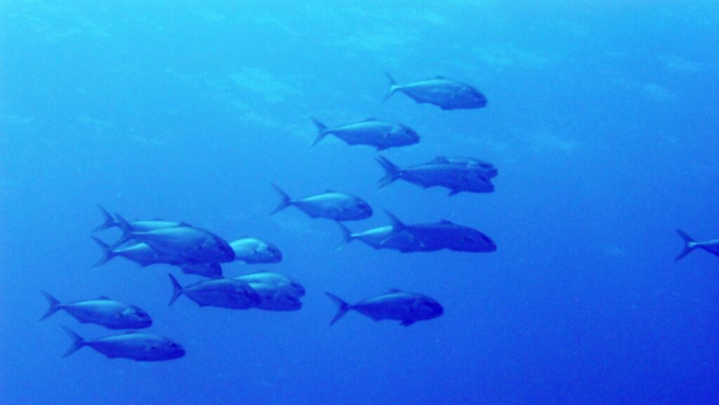 kleine Gruppe Makrelen die im Meer schwimmen
