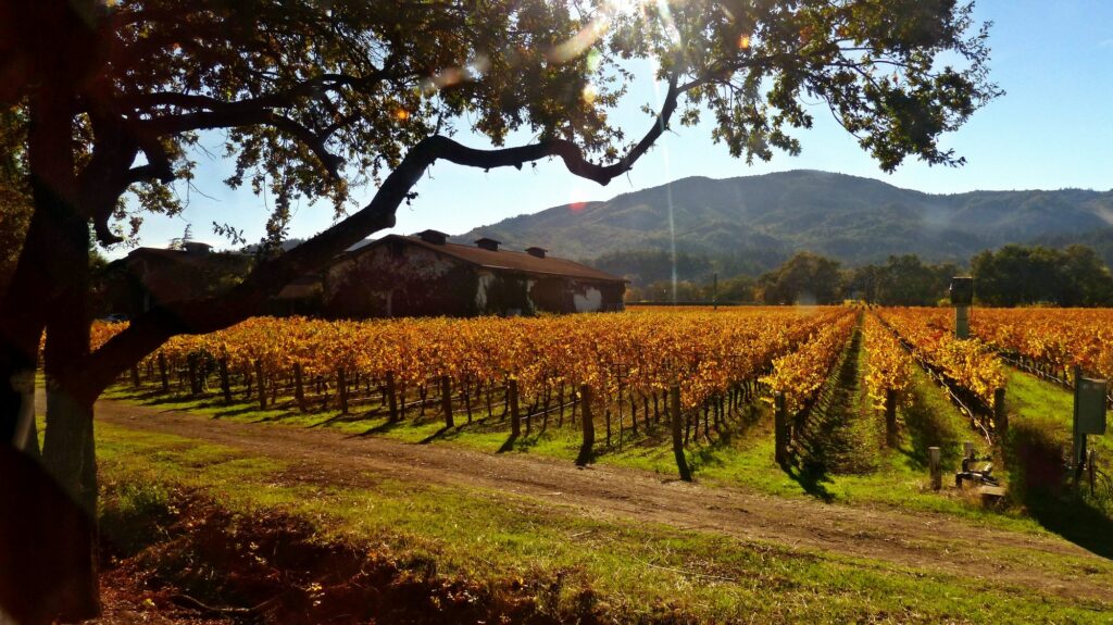 Blick auf eine Anlage mit Weinreben vor einem Berg