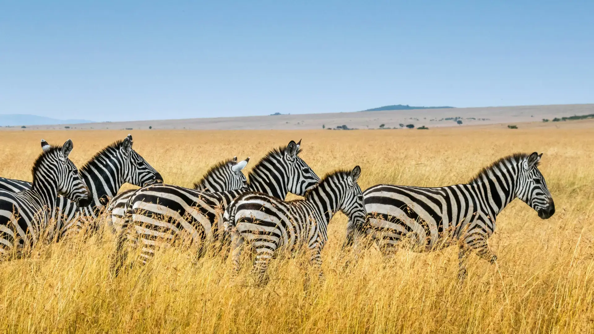 Zebras im Gras