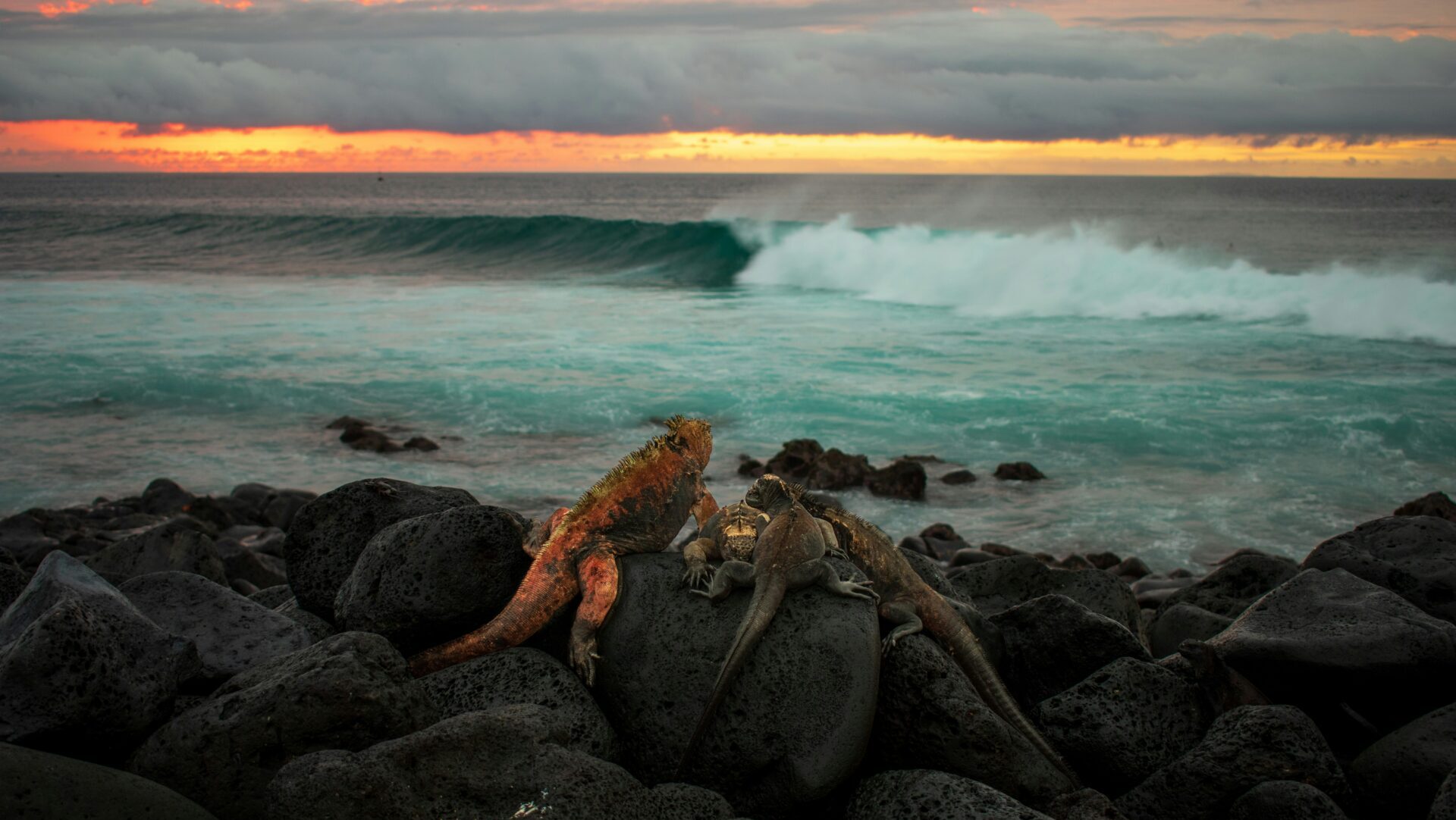 Galápagos-Inseln – Naturerlebnisse im Paradies des Pazifiks