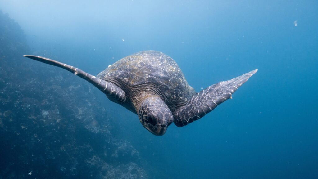 Meeresschildkröte, die im Meer schwimmt