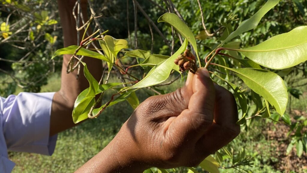 Nelken in ihrer Naturform an einem Strauch