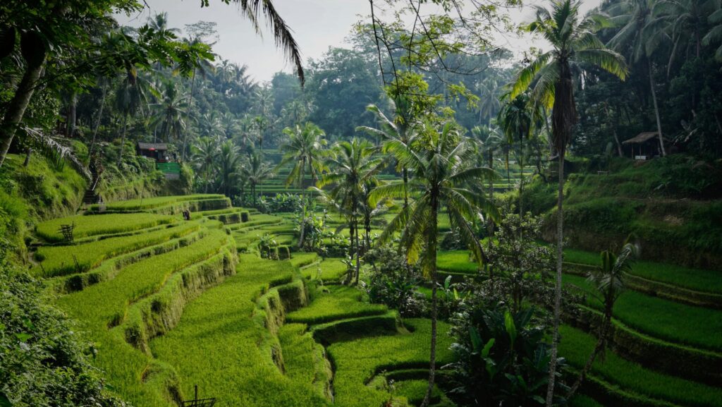 grüne Reisterrassen am Hang gelegen, umgeben von Palmen