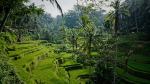 grüne Reisterrassen am Hang gelegen, umgeben von Palmen