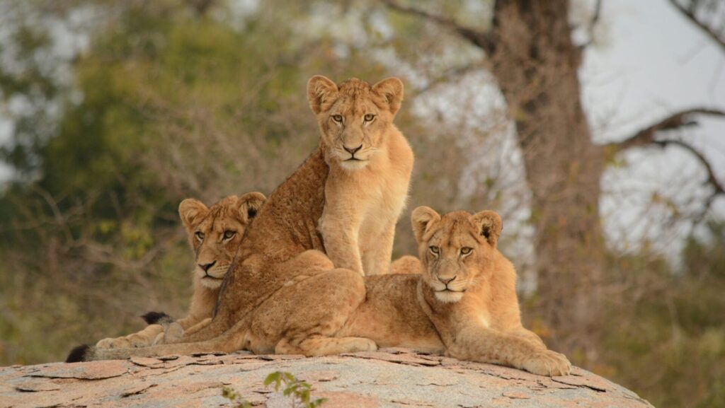 drei Löwen, die auf einem Felsen sitzen