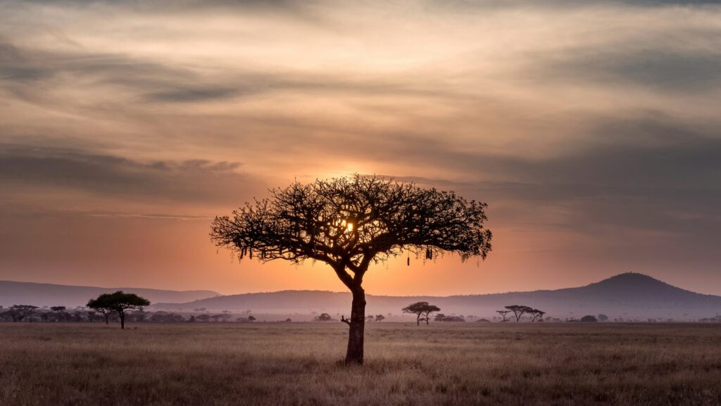 weites Land mit einem einzelnen Baum