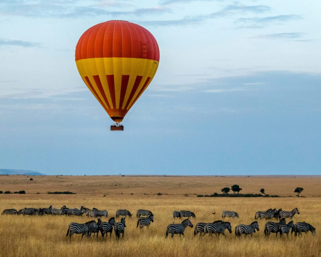 Zebras in freier Wildbahn mit einem roten Heißluftballon in der Luft darüber